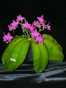 Phalaenopsis violacea Owen CCM/AOS 85 pts.